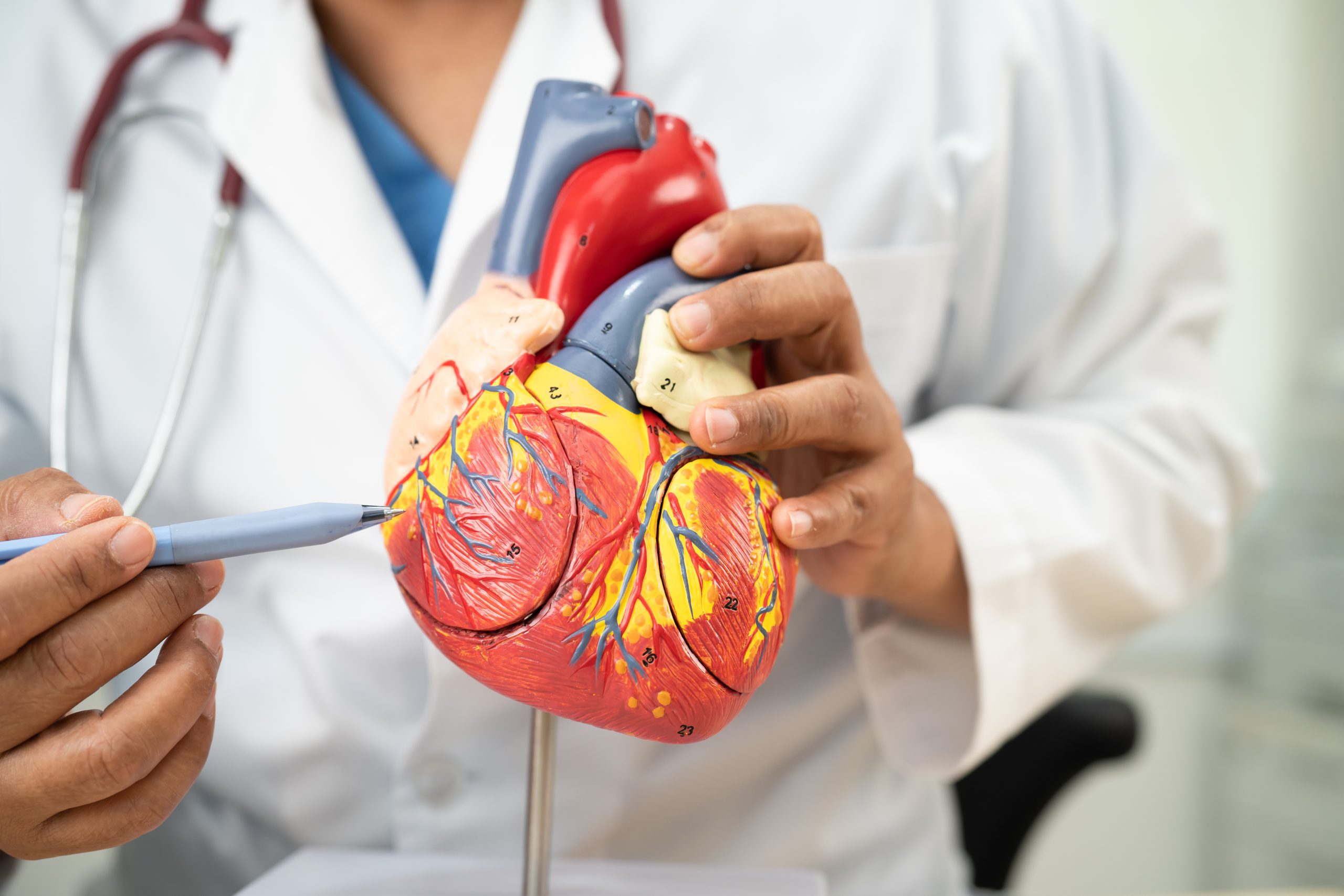 Cardiovascular System