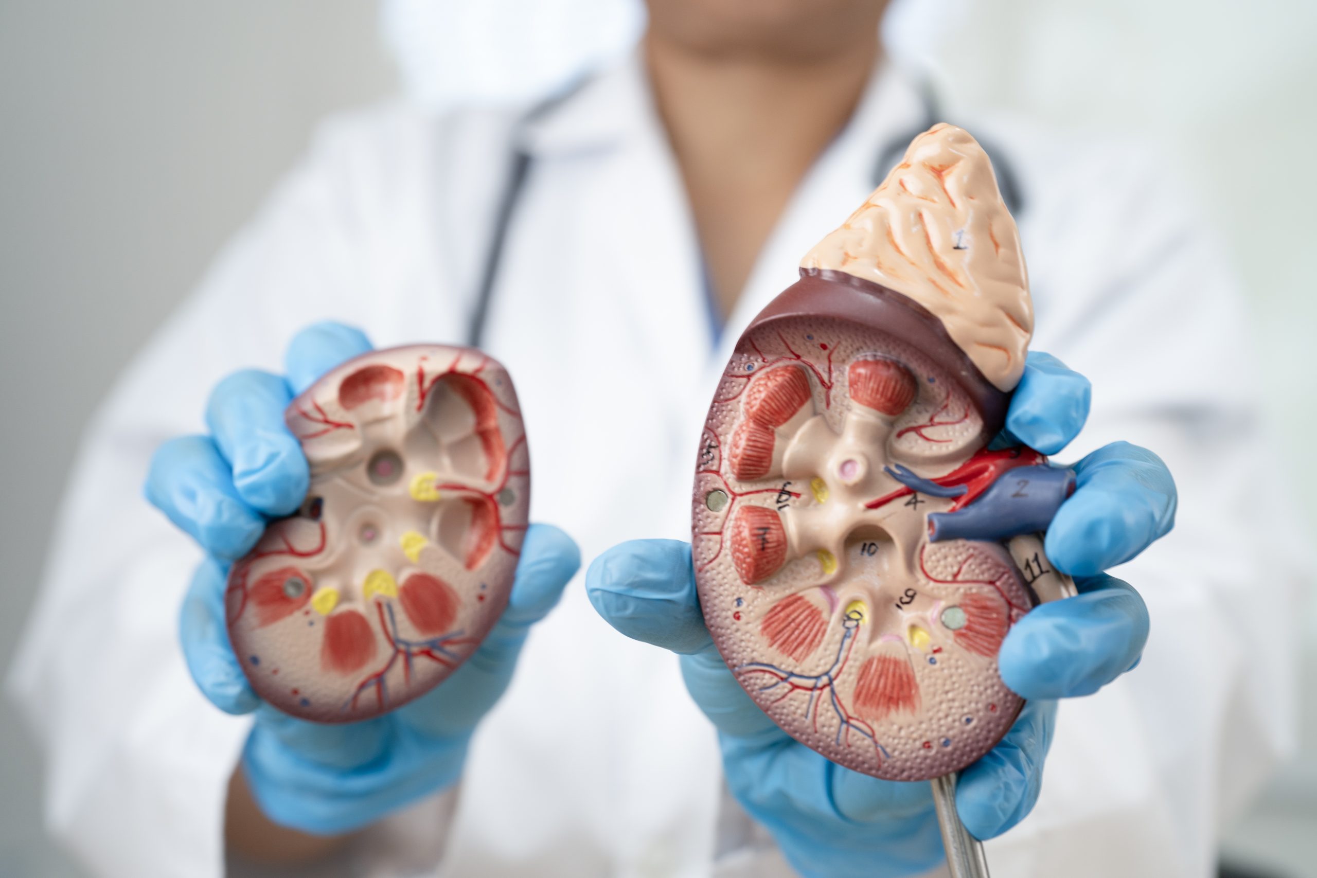 Renal & Urinary System